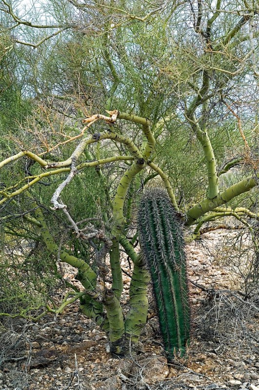 Saguaro (Carnegiea gigantea) growing through the branches of the Foothill Palo Verde, a yellow paloverde (Parkinsonia microphylla) that provides shade and shelter from the winter cold as a nurse tree, Sonoran Desert, Arizona, USA, North America