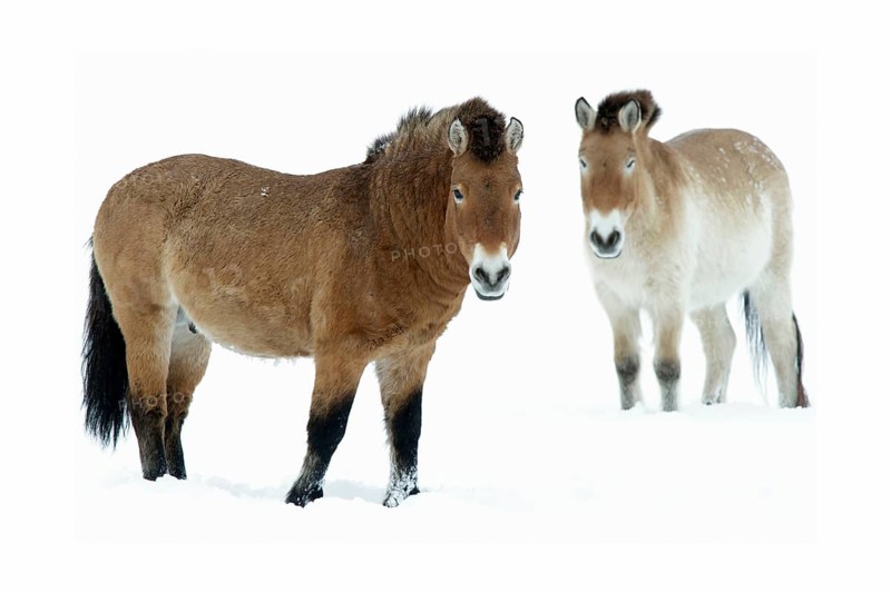 Przewalski's Wild Horses, pair (Equus ferus przewalski) (Equus przewalskii) (Equus caballus przewalski), Takhi