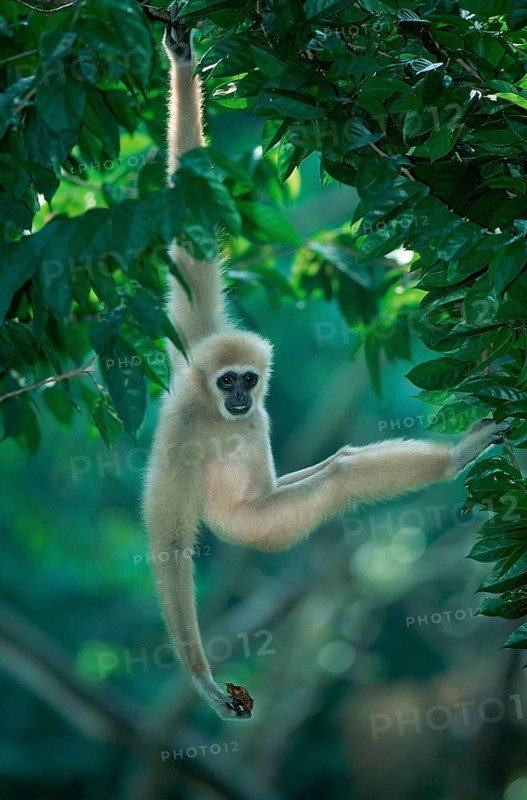 White-handed (primates) gibbon (Hylobates lar) (animals) (mammals) (apes) (apes) (southeast asia) (outdoor) (adult) (movement) (motion) (climbing) (climbing)