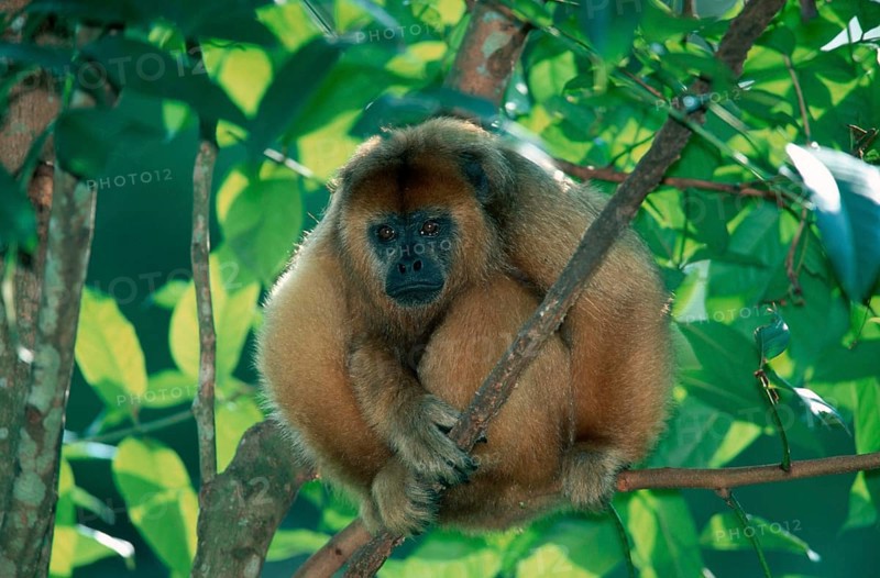 Black Howler (Alouatta caraya) Monkey, female, Schwarzer Bruellaffe, weiblich, Schwarzer Brüllaffe