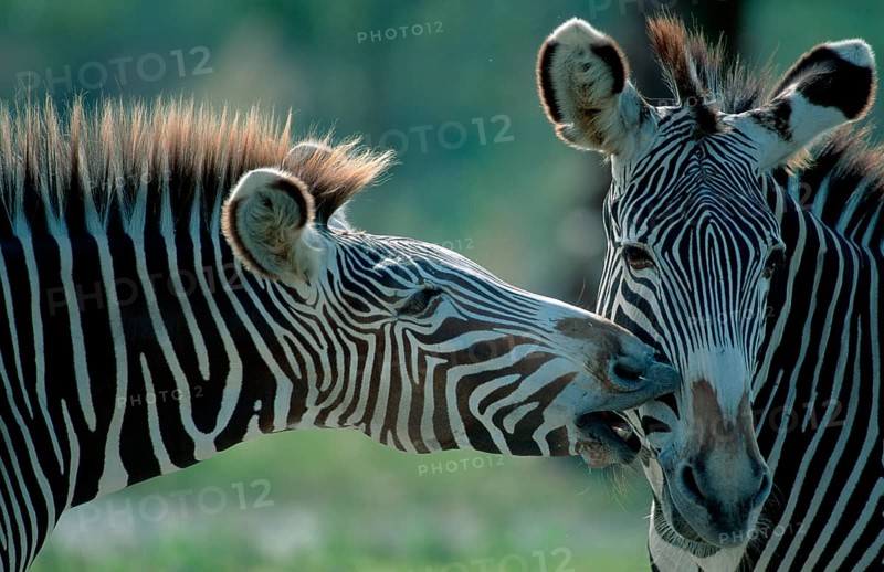 Grevy's Zebras (Equus grevyi), pair, grooming