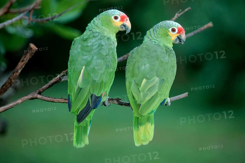 Red-lored Amazons, Honduras (Amazona autumnalis autumnalis)