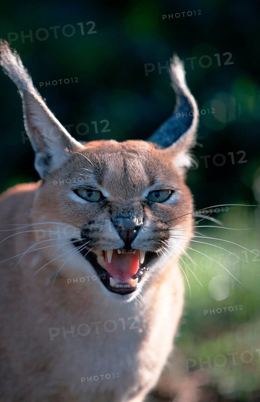 Caracal (Felis caracal), desert lynx