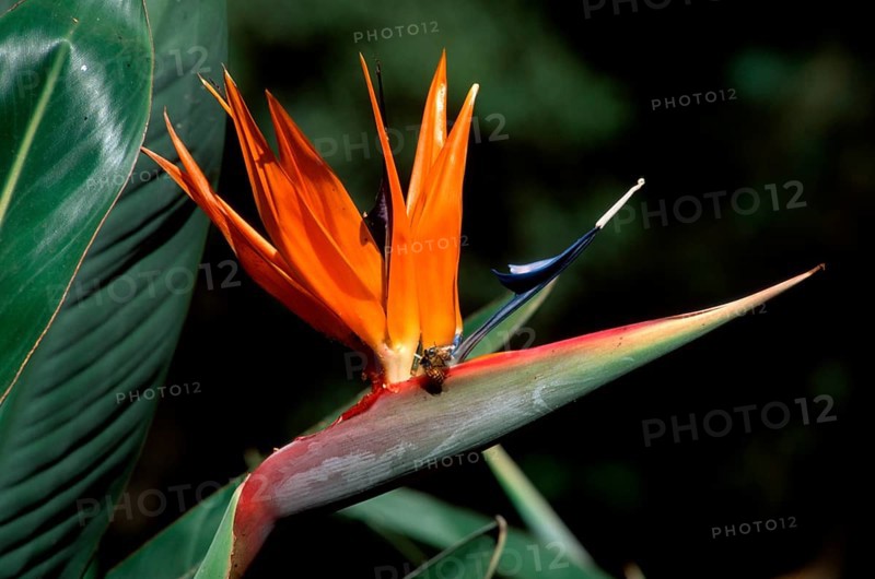 Strelitzia (Strelitzia reginae), South_Africa
