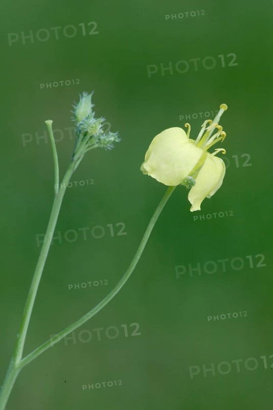 Arugula (Eruca vesicaria sativa), Rauke, Nutzpflanzen (useful plants), Kreuzbluetler, Brassicaceae, Hochformat, vertical, Blueten, blossom, bloom