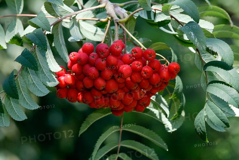 Rowan (Sorbus aucuparia) Ash, Germany, Eberesche, Deutschland, Europa, europe, Pflanzen, plants, Rosengewaechse, Rosaceae, rot, red, Querformat, horizontal, Fruechte, Frucht, fruit, Europe
