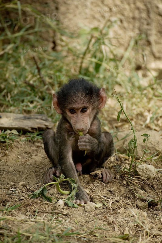 Cub, olive baboon (Papio cynocephalus anubis), Nakuru National Park, olive baboon, Anubis baboon (Papio anubis), young, Nakuru National Park, Kenya, Africa