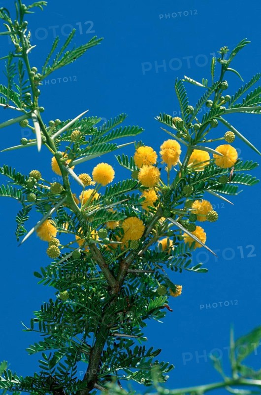 Acacia (Acacia), South_Africa