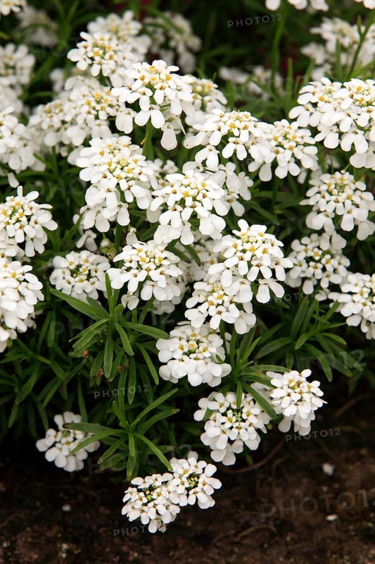 Evergreen evergreen candytuft (Iberis sempervirens)