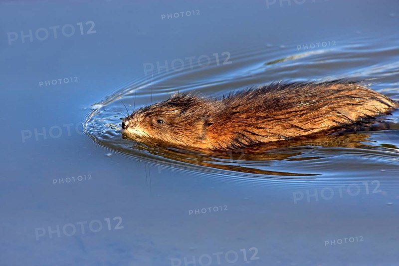 Muskrat (Ondatra zibethicus), California, USA, North America