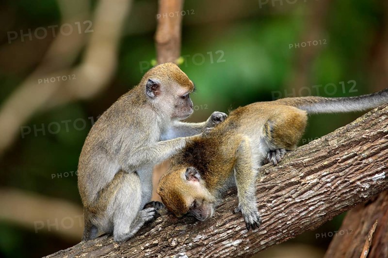 Long-tailed macaque, mutual grooming, Labuk Bay, Sabah, Borneo (Macaca facicularis), long-tailed macaque, Javan monkey, Malaysia, Asia