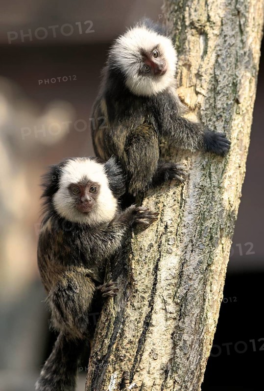 White-faced Marmosets, youngs, Brazil (Callithrix jacchus geoffroyi)