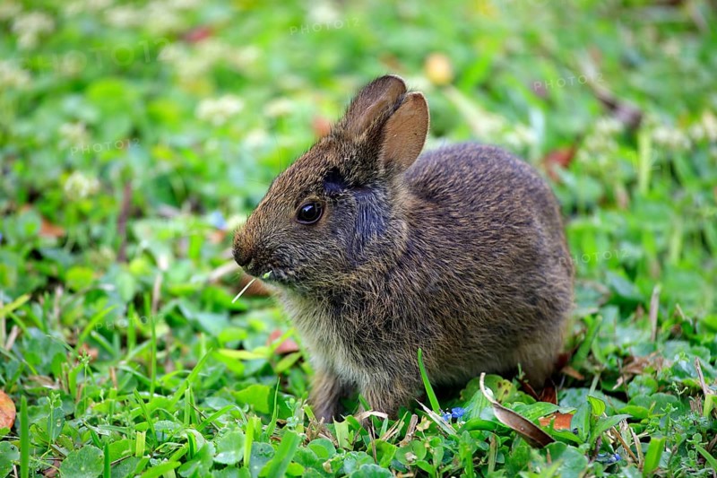 Marsh Rabbit (Sylvilagus palustris), young, Florida, USA, North America