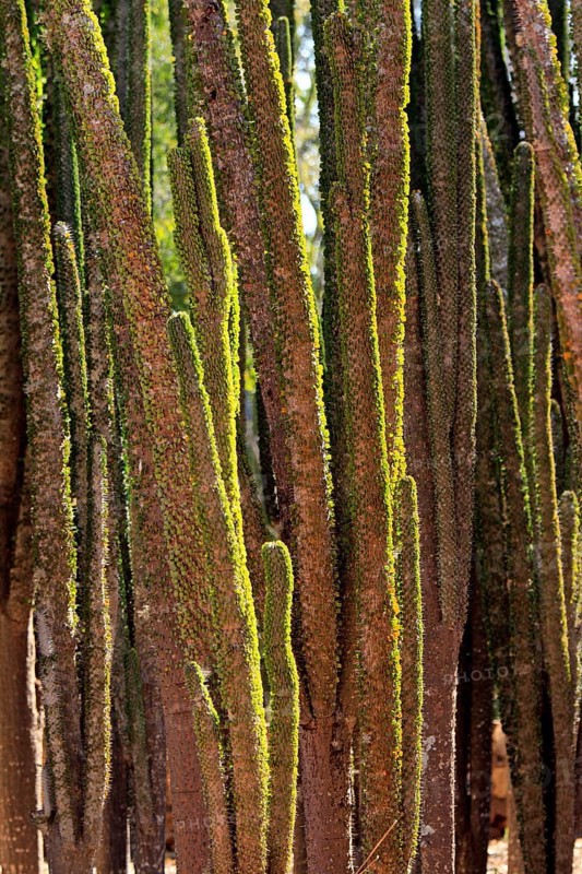 Didiera, Berenty Game Reserve (Didiera), Madagascar, Africa