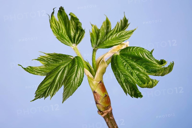 Sycamore maple (Acer pseudoplatanus) bud with new leaves