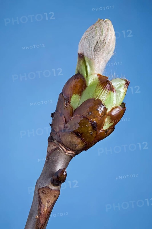 Horse-chestnut (Aesculus hippocastanum), Conker tree bud with leaf emerging, Belgium, Europe