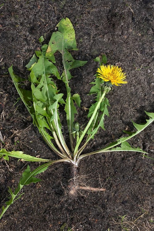 Dandelion (Taraxacum officinale), Common Cow-flower, dandelion (Compositae), Dandelion showing roots