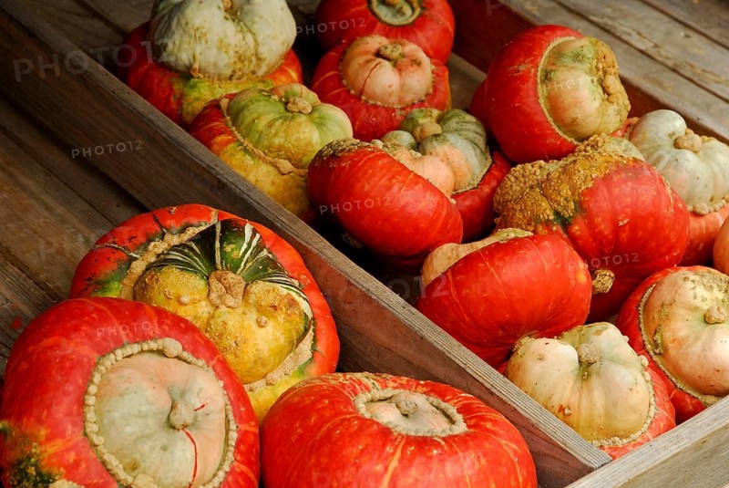 Pumpkins 'Turkish turban' (Cucurbita maxima), pumpkin, pumpkins, gourds, pumpkin, gourds, Turkish turban