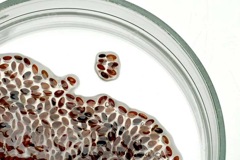 Sandway plantain, swollen seeds with mucilage (Plantago psyllium), sandway plantain, shrub plantain, fleaweed, flea plantain, Semen Psylii, Ispaghol, fibre