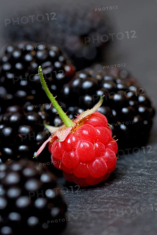 Raspberry (Rubus idaeus) and Rubus fruticosus (Rubus fruticosus)