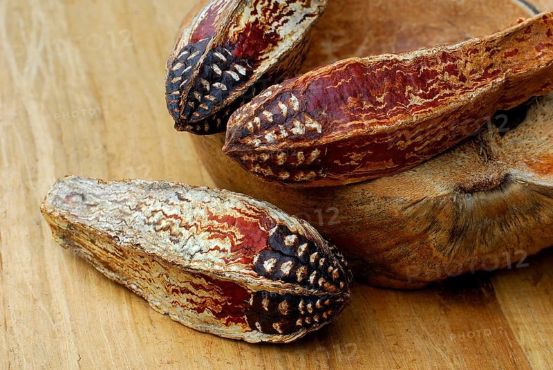 Mahogany seed capsules (Meliaceae)