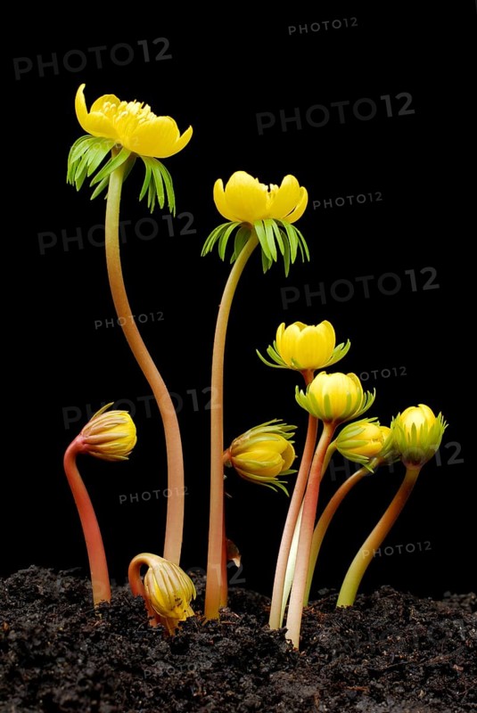Winter aconites (Eranthis hyemalis)