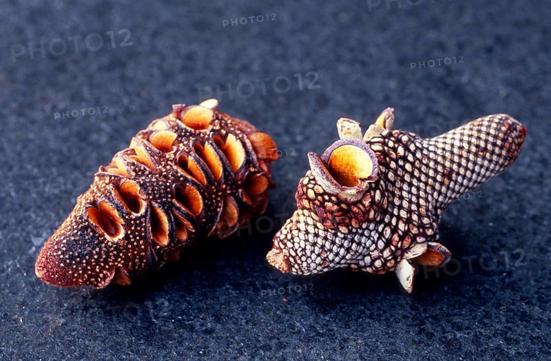 Banksia cone (), Australia, Oceania