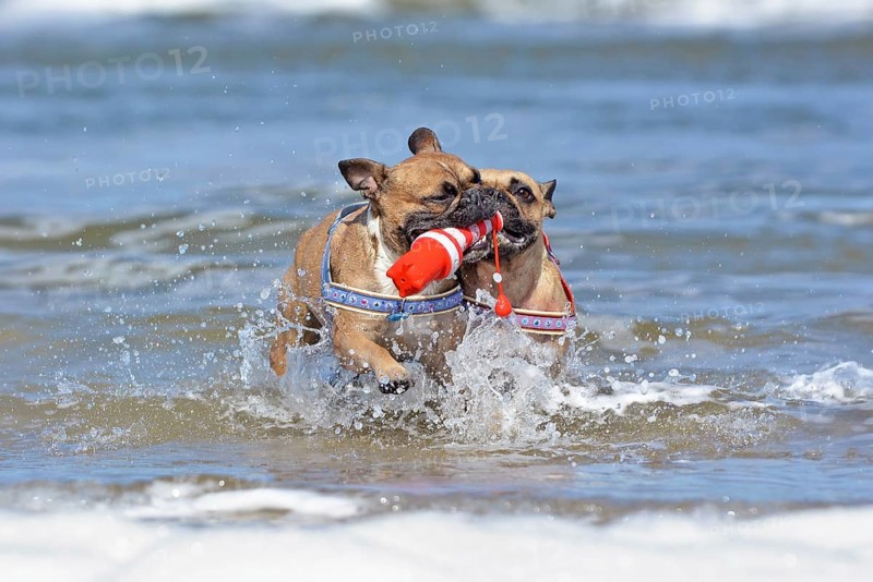 Two French Bulldog dogs on vacations playing fetch with a maritime dog toy among waves in the ocean at island Texel