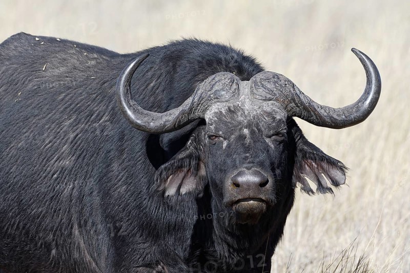 Cape buffalo (Syncerus caffer), adult male in tall dry grass, eye contact, animal portrait, savanna, Mahango Core Area, Bwabwata National Park, Kavango East, Caprivi Strip, Namibia, Africa