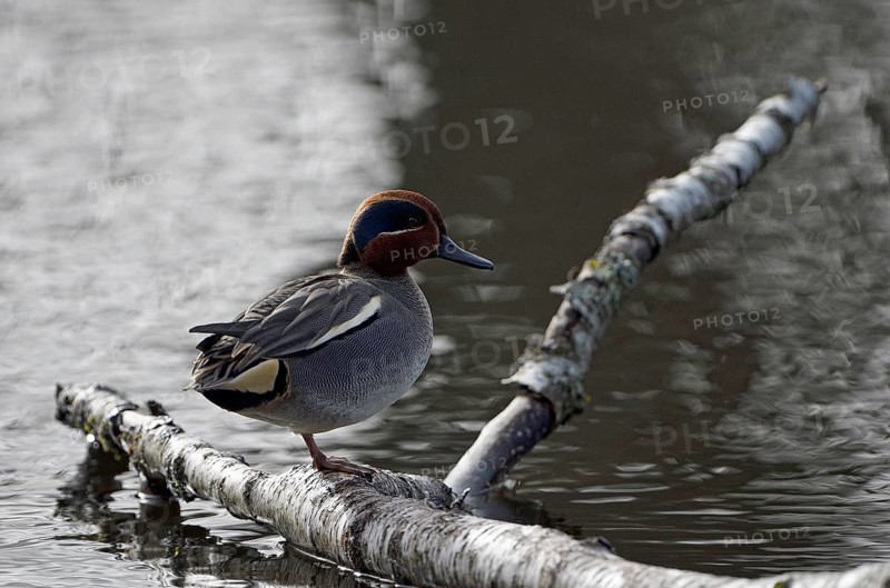 Eurasian teal (Anas crecca), drake, splendid dress, Essen, Ruhr area, North Rhine-Westphalia, Germany, Europe