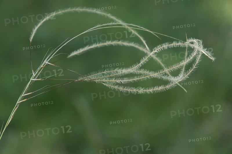 True feather grass (Stipa pennata), filigree, fine, thin, grass, grasses, Grainberg-Kalbenstein, Karlstadt drylands, Karlstadt, Main, Lower Franconia, Franconia, Bavaria, Germany, Europe