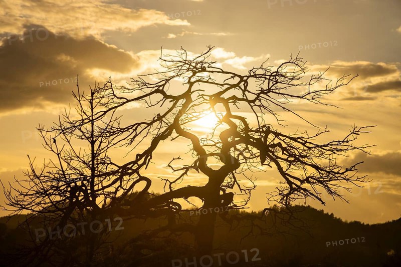 The Leopoldsnase viewpoint is a lookout point near Rathen. Dead pine in the evening light. The particularly bizarre and tough summit pines are also suffering from the summer drought and are partly dying off