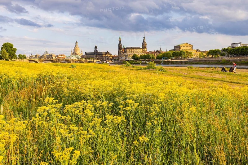 Flowering Elbe meadows in Dresden's Old Town with silhouette