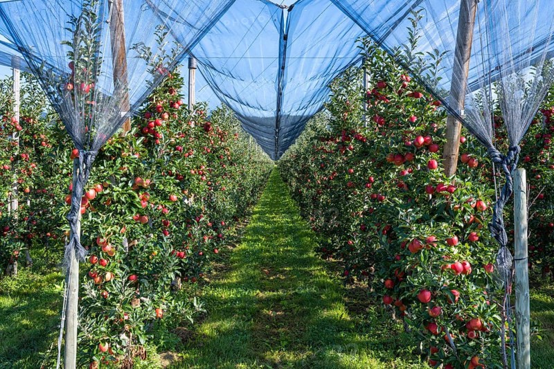 Apple orchard with apples ripe for harvesting and hail protection net, Bodman-Ludwigshafen, Constance district, Baden-Württemberg, Germany, Europe