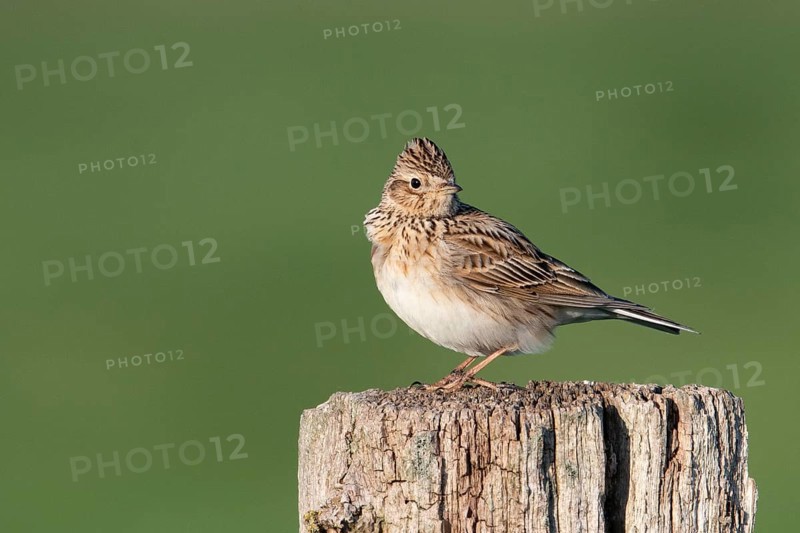 Eurasian skylark (Alauda arvensis), adult, adult bird, sitting on fence post, Dümmerniederung, Diepholz County, Lower Saxony, Germany, Europe