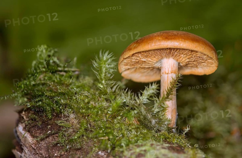 Decorated girdlefoot (Cortinarius armillatus), Valais, Switzerland, Europe