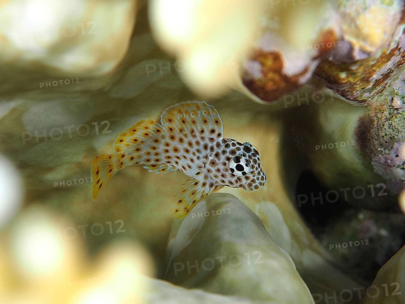 Juvenile leopard cusk tusk (Exallias brevis), dive site House Reef, Mangrove Bay, El Quesir, Red Sea, Egypt, Africa