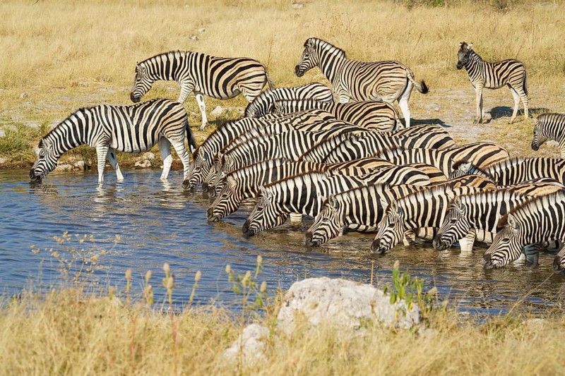 Burchells zebra (Equus quagga burchellii) herd standing in waterhole. Etosha National Park, Namibia, Africa