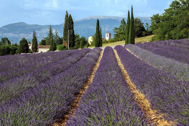 Lavender field, flowering true lavender (Lavandula angustifolia), Roumoules, Plateau de Valensole, Provence, Provence-Alpes-Cote d Azur, South of France, France, Europe