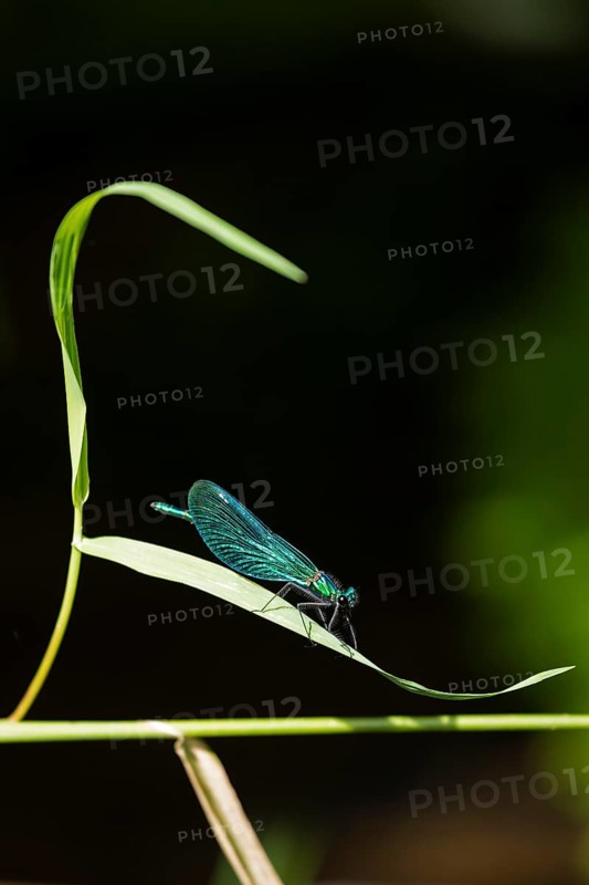 Dragonfly on blade of grass, beautiful demoiselle (Calopteryx virgo), Garstedt, Lower Saxony, Germany, Europe