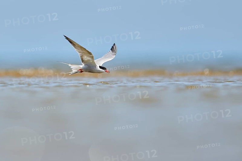 Elegant tern (Thalasseus elegans) flying in the sky above the sea, hunting, ebro delta, Catalonia, Spain, Europe