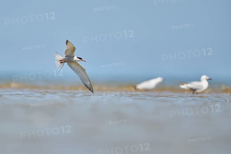 Elegant tern (Thalasseus elegans) flying in the sky above the sea, hunting, ebro delta, Catalonia, Spain, Europe