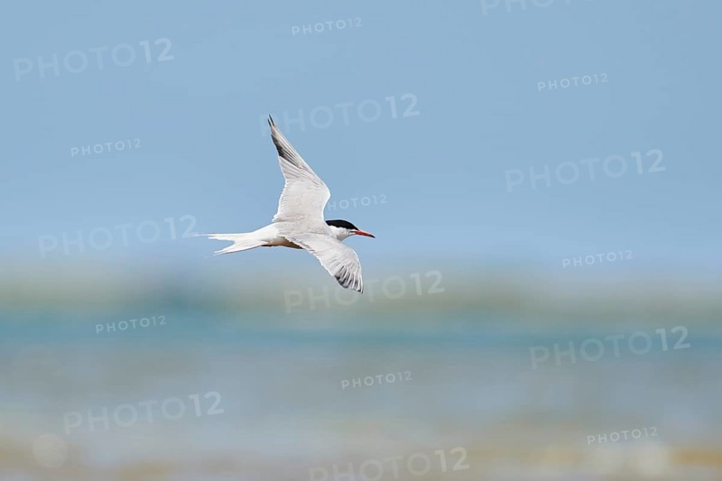 Elegant tern (Thalasseus elegans) flying in the sky above the sea, hunting, ebro delta, Catalonia, Spain, Europe