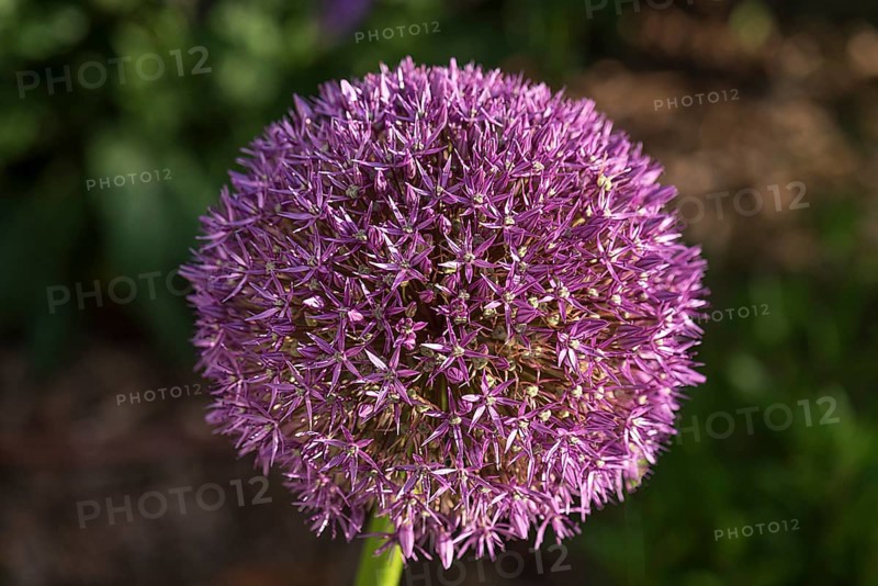 Ornamental garlic flower (Allium), Bavaria, Germany, Europe