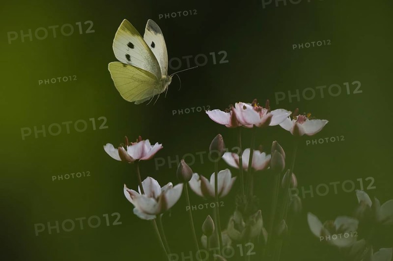 Small white (Pieris rapae) approaching flowering rush (Butomus umbellatus), Hesse, Germany, Europe
