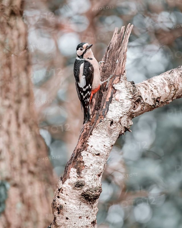 Great spotted woodpecker (Dendrocopos major), left hanging from a thick light branch, looking to the right, background bright and blurred with bokeh circles, Overijssel, Netherlands