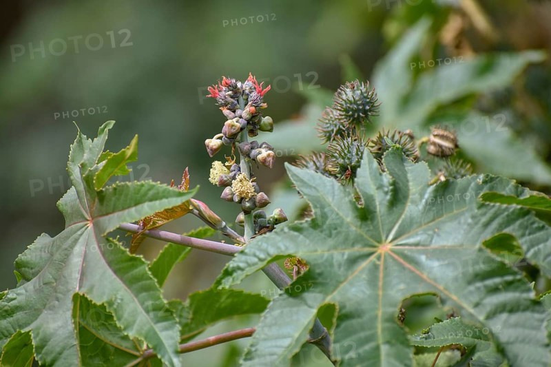 Castor oil plant (Ricinus communis), a spurge from which castor oil is extracted, with flowers and young fruits