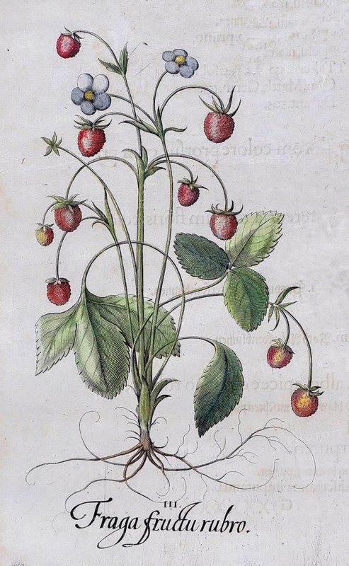 Woodland strawberry (Fragaria vesca), hand-coloured copperplate engraving by Basilius Besler, from Hortus Eystettensis, 1613