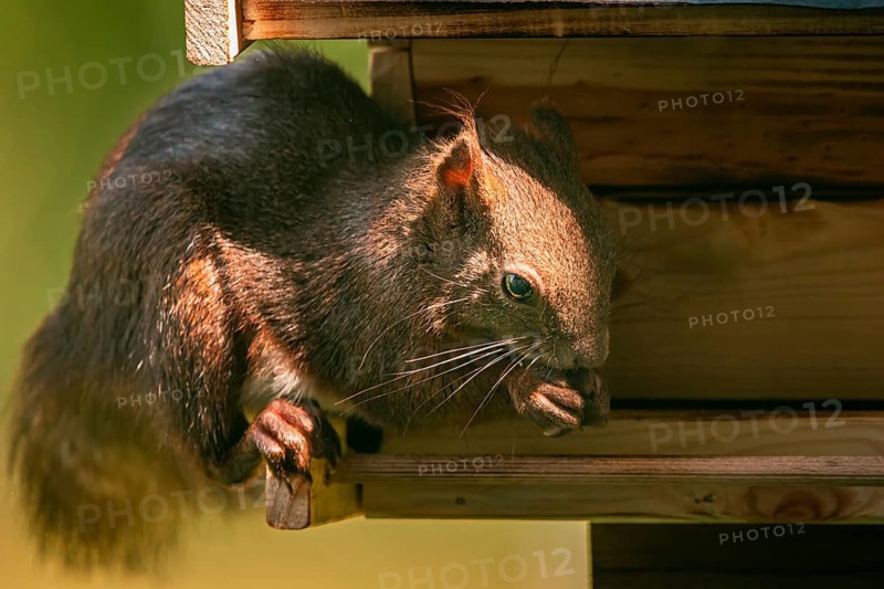 Eurasian red squirrel (Sciurus vulgaris), in a bird house, feeding, Ternitz, Lower Austria, Austria, Europe