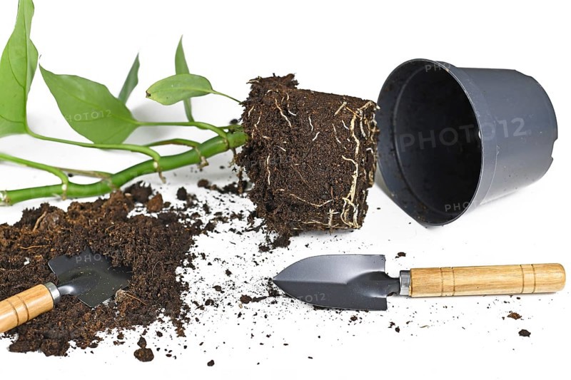 Repotting houseplant with roots in soil, flower pot and garden equipment on white background